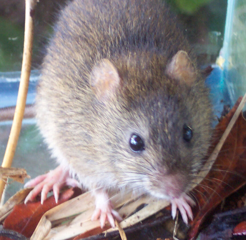 Groundwater monitoring supports research on rice rat - SANIBEL-CAPTIVA ...